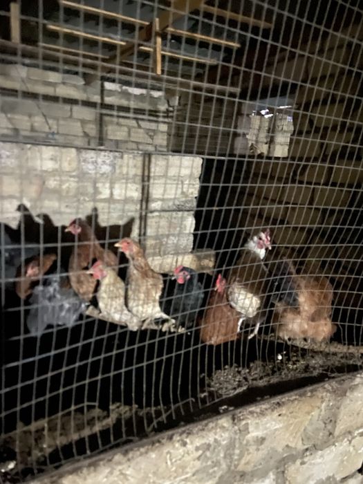 Тауықтар сатылады