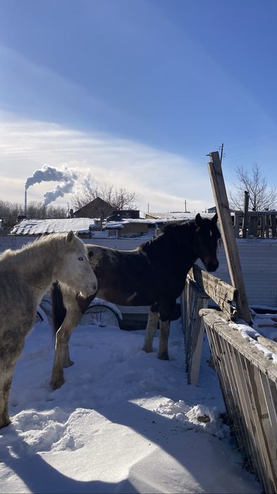 Полутяж айғыр бесті
