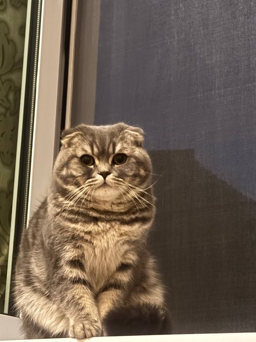 Скотч фолд породний
