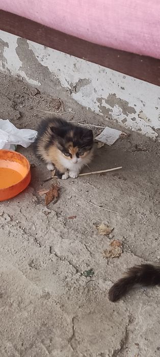 Малки котета 2 броя