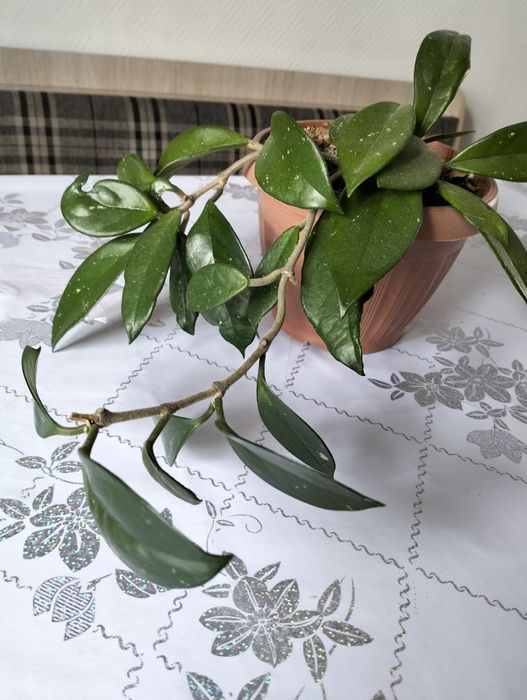 Продам цветы комнатные.