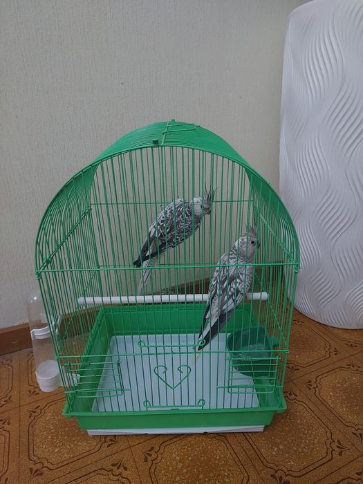 Корелы клетка корм минералами