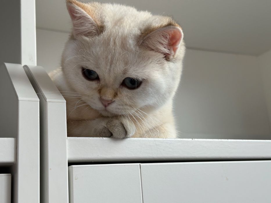 Fetita superba british shorthair! Certificat pedigree!