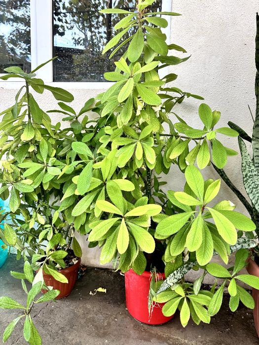 Gullar xonadon uchun Цветы