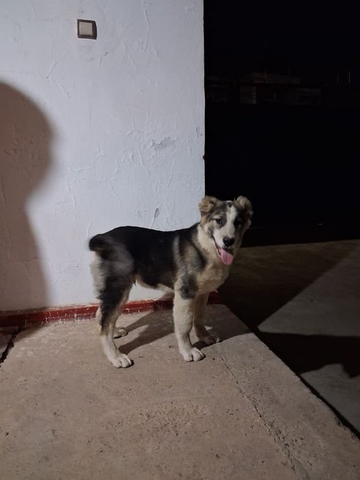 Кушык сатылады, 4-5 айлык