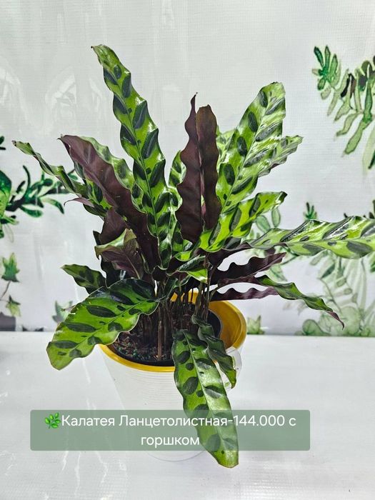 Калатеи, антуриумы и др