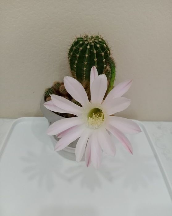 Комнатные растения. Кактусы.