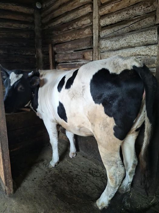 Продам крупно рогатый скот