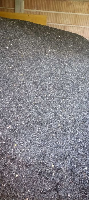 Floarea Soarelui de vanzare