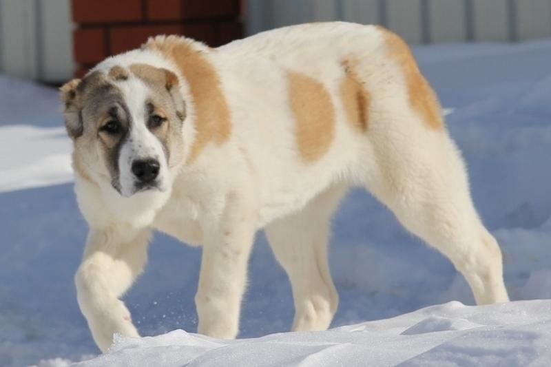 Выгул и прогулка собак любой породы