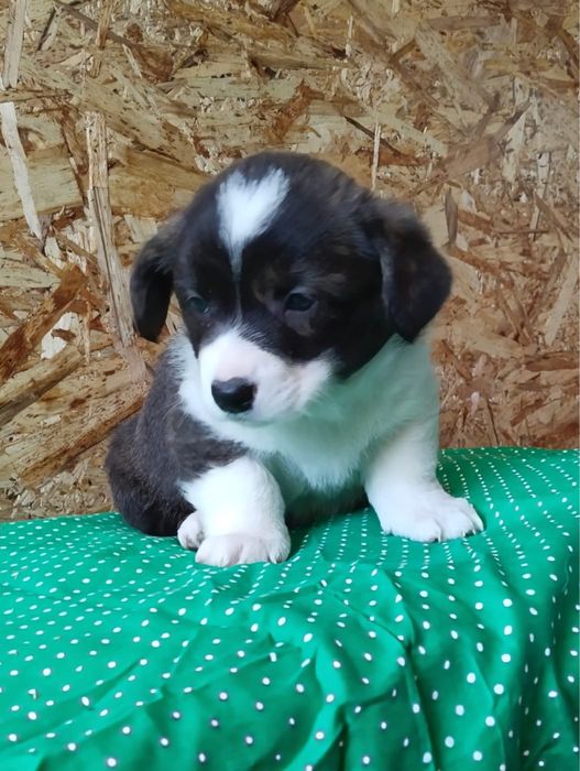 Щенки вельш корги кардиган