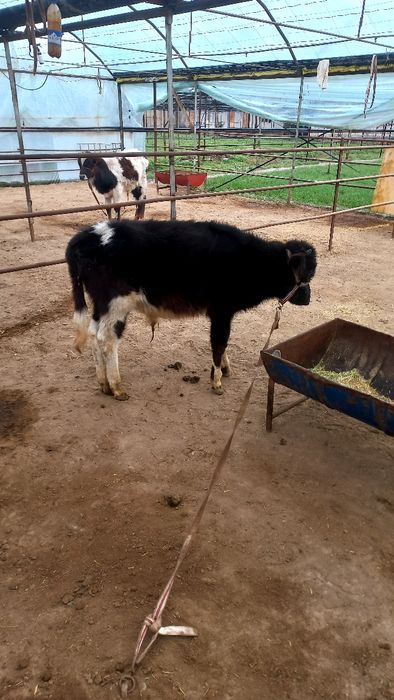 Новос бузок сотилади