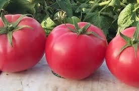 3️⃣0️⃣ Разсад Домати  3️⃣0️⃣цента