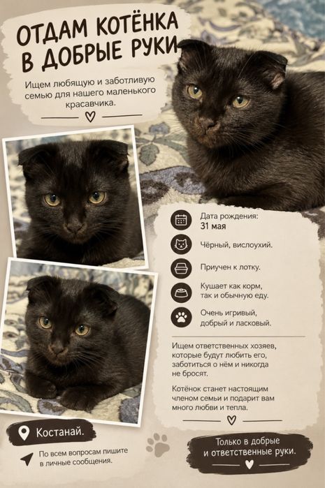 Отдам котенка в добрые руки