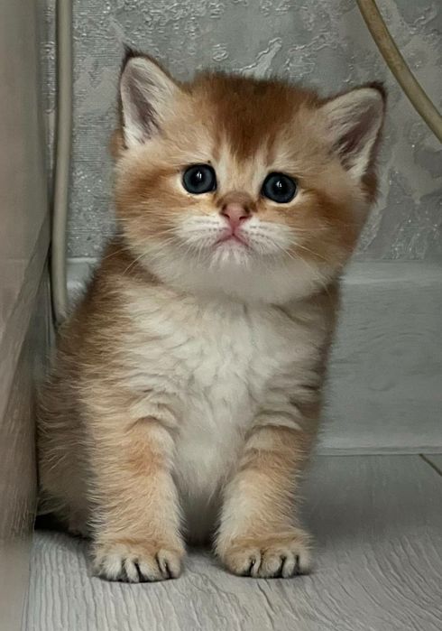 Продается чистокровная золотая шиншилла девочка