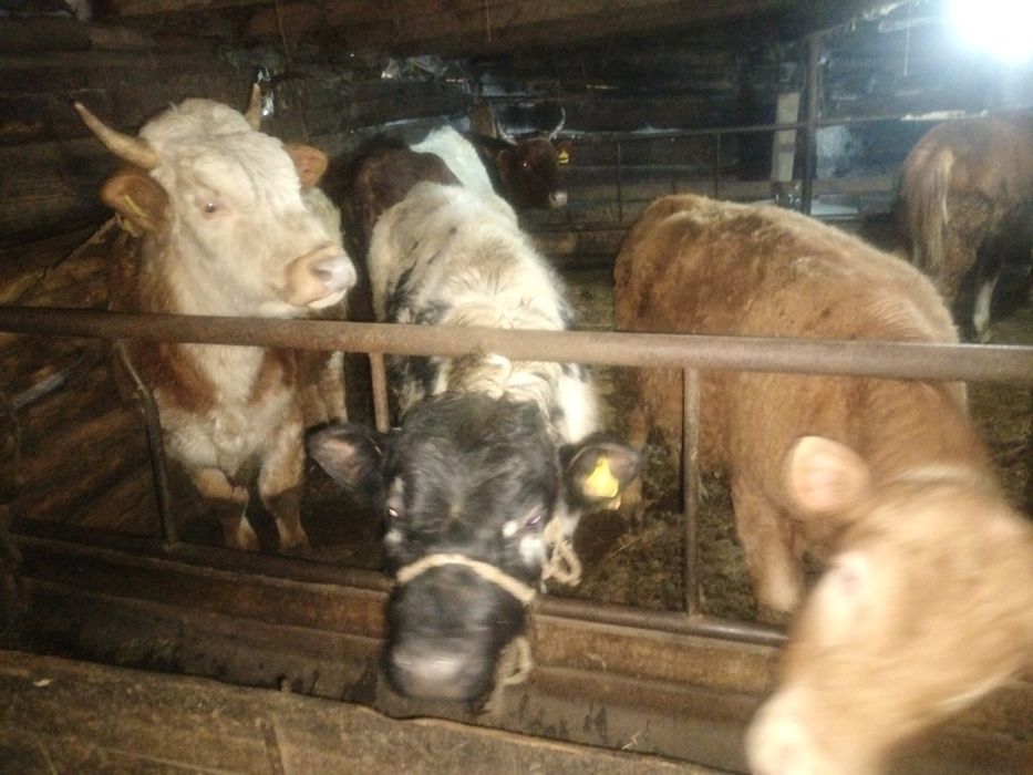 Ассалаумағалейкум оптом бука сатамын