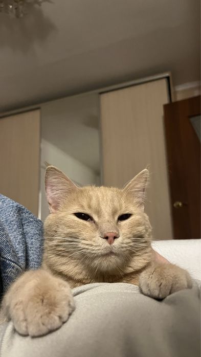 Отдам котика в добрые руки