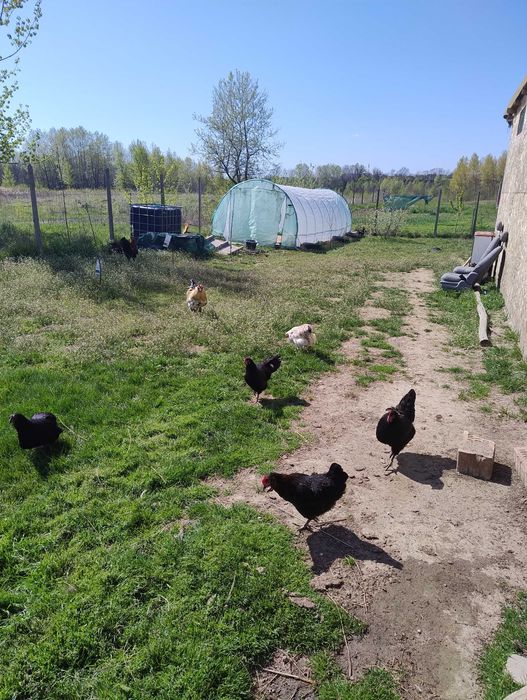 Ouă proaspete de la găini de țară!