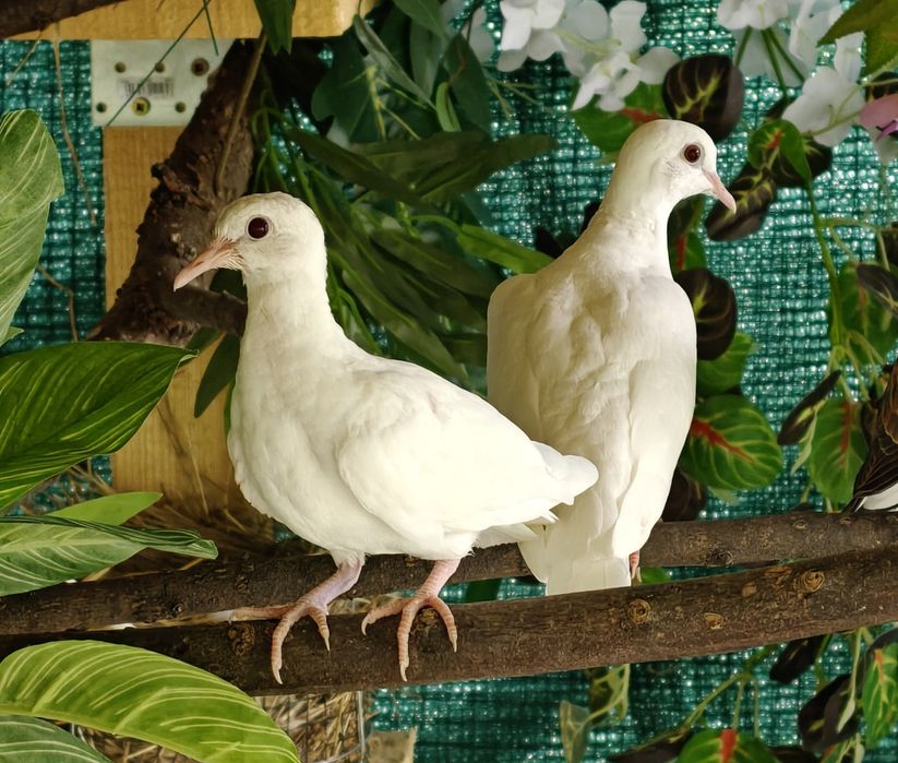 Porumbei ornament