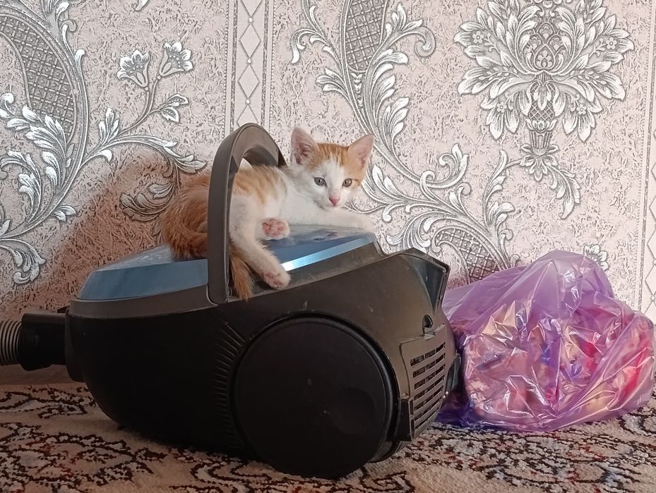 Котёнок отдаётся хорошие руки