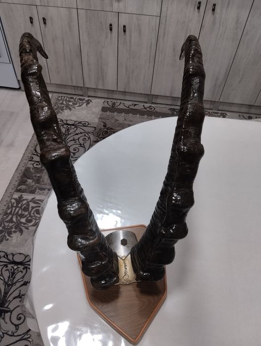 Рога Архара на стену