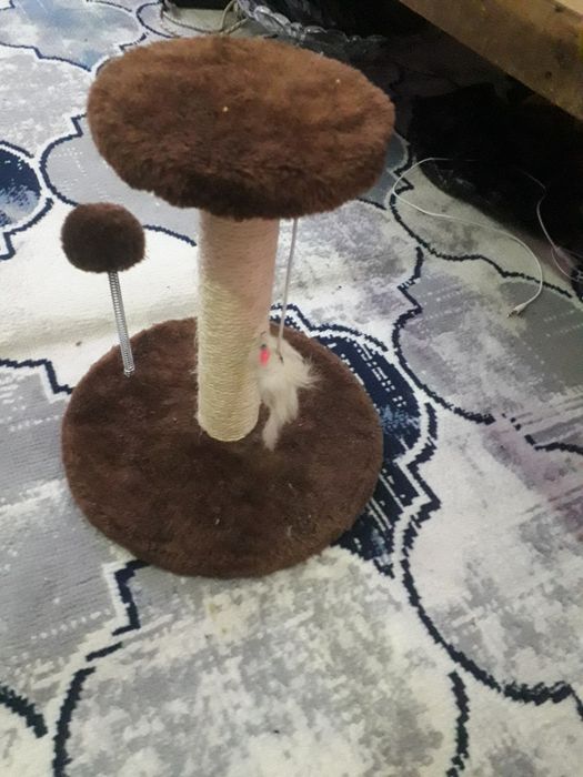 Mushuklar uchun tirnash ustuni. Qoshimcha sovg‘a qolqopli taroq