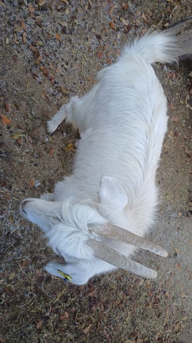 Продам козу     .