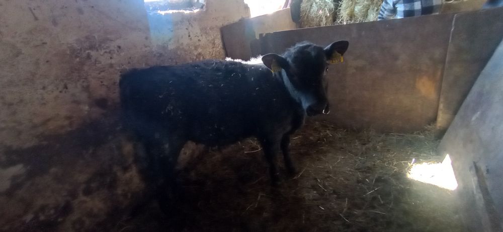 Schimb cu vițel limusine