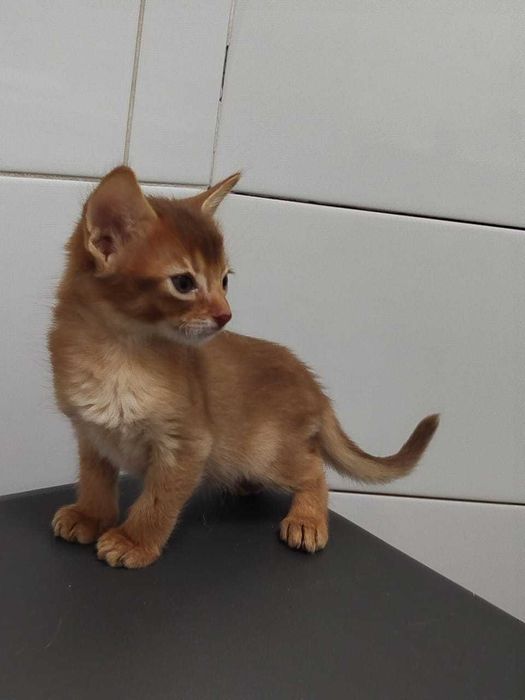 В продаже котята Самалийцы
