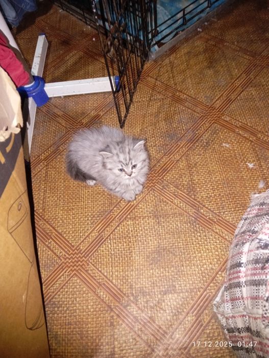 Британские   котята