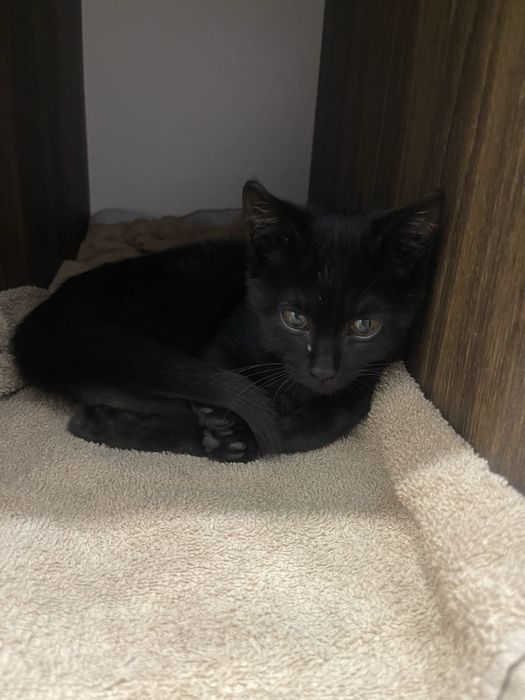 Котенок ищет дом