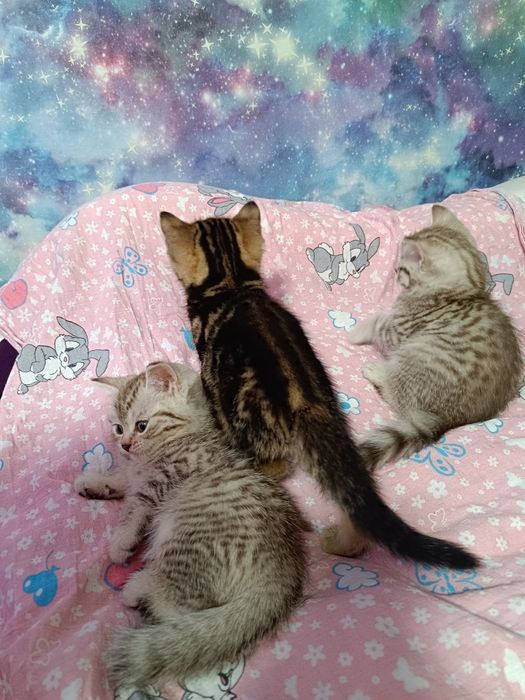 Шотландские котята мальчики