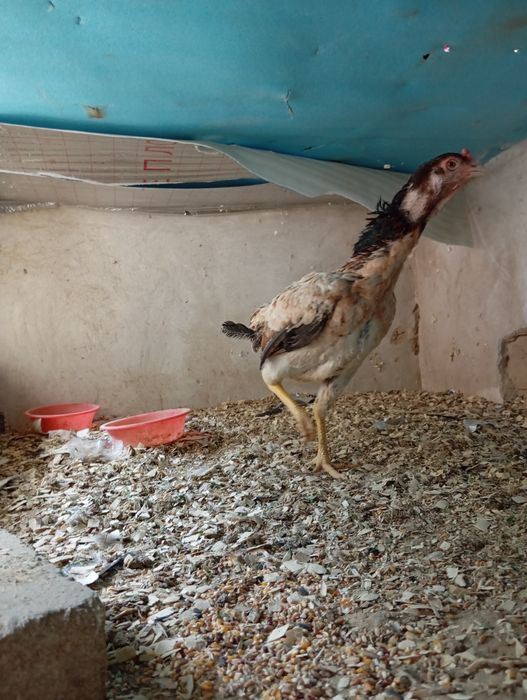 Dakan tovuq zoti kares