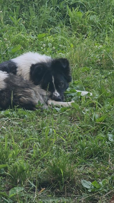 caine de adoptie