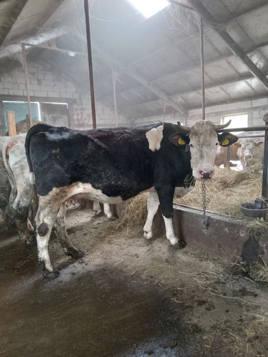 Vand vaca 6 ani buna de lapte