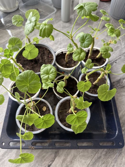 Герань комнатный цветок