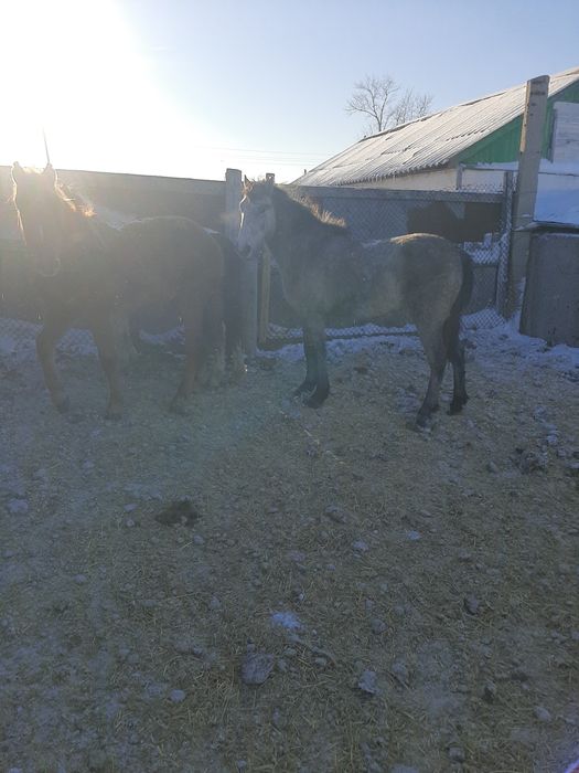 Продаются баиталдар