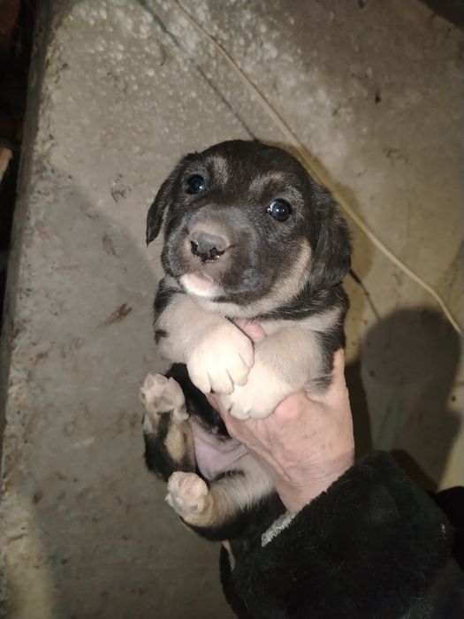 Отдам щенка  в добрые руки