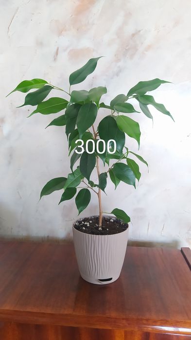 Фикусы Бенджамина сортовые, фуксия,