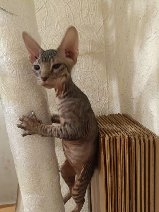 Продам котят Донского сфинкса