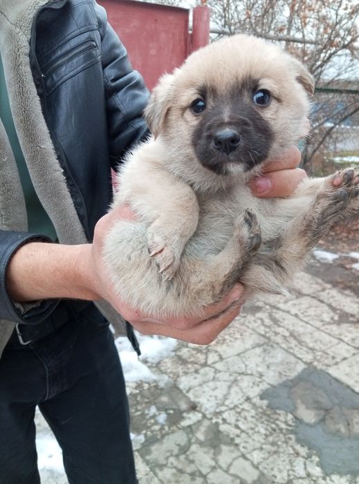 От дам щенков два месяца