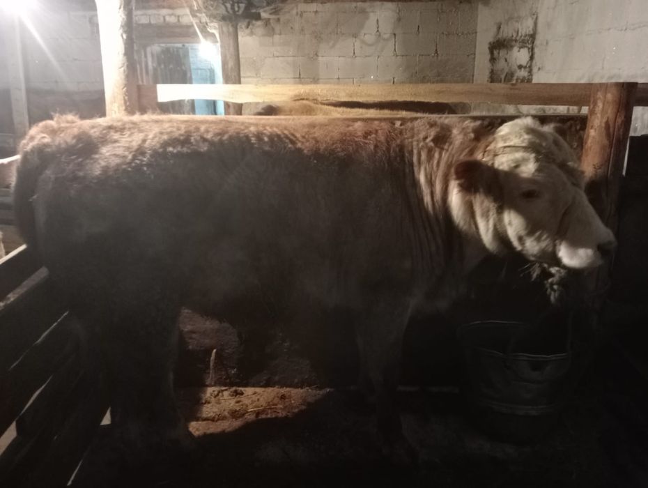 Бычок 1,5 жас, семіз
