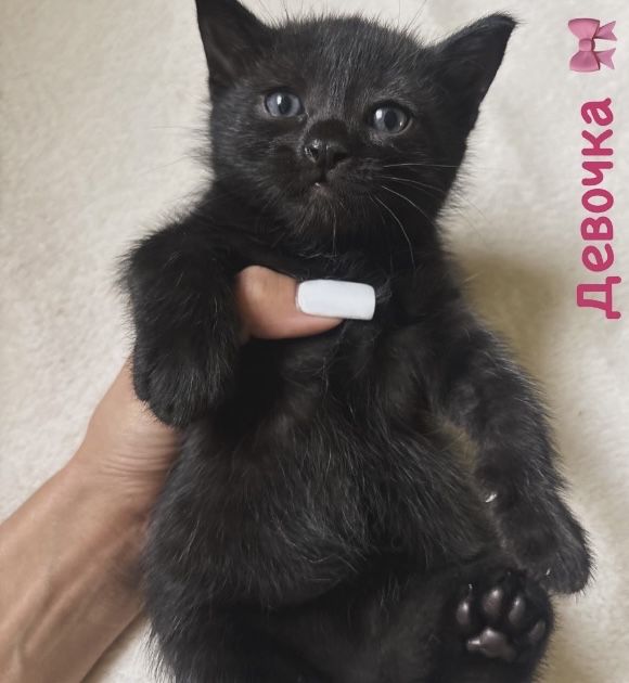 Котенок девочка ищет дом