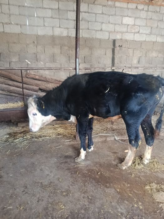 Еркек тана сатылады