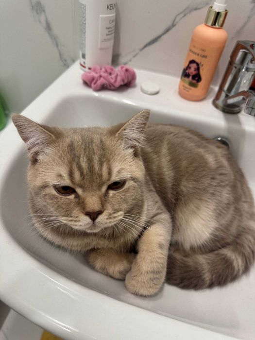 Отдаем котика Бруно в добрые руки