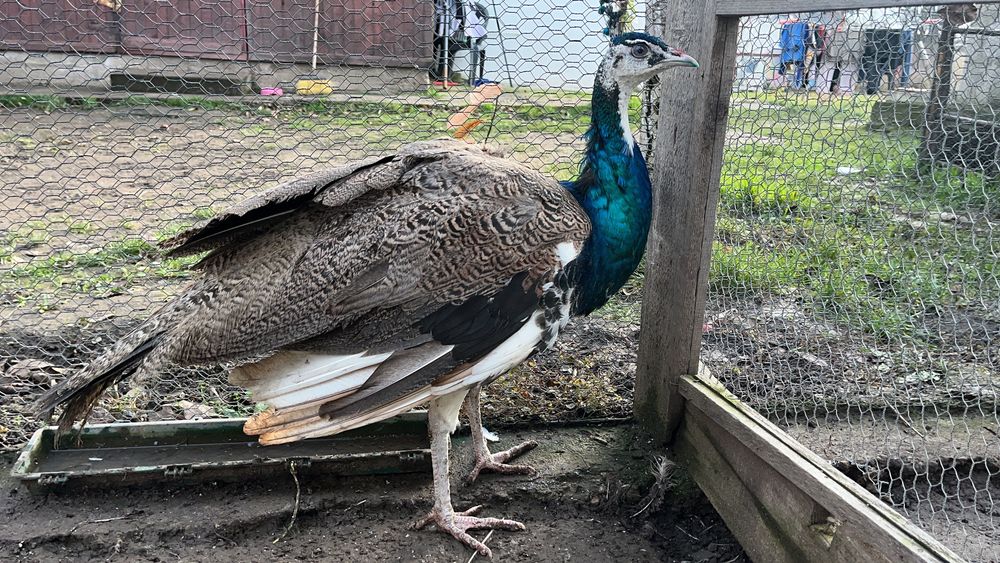 Mascul paun arlechin