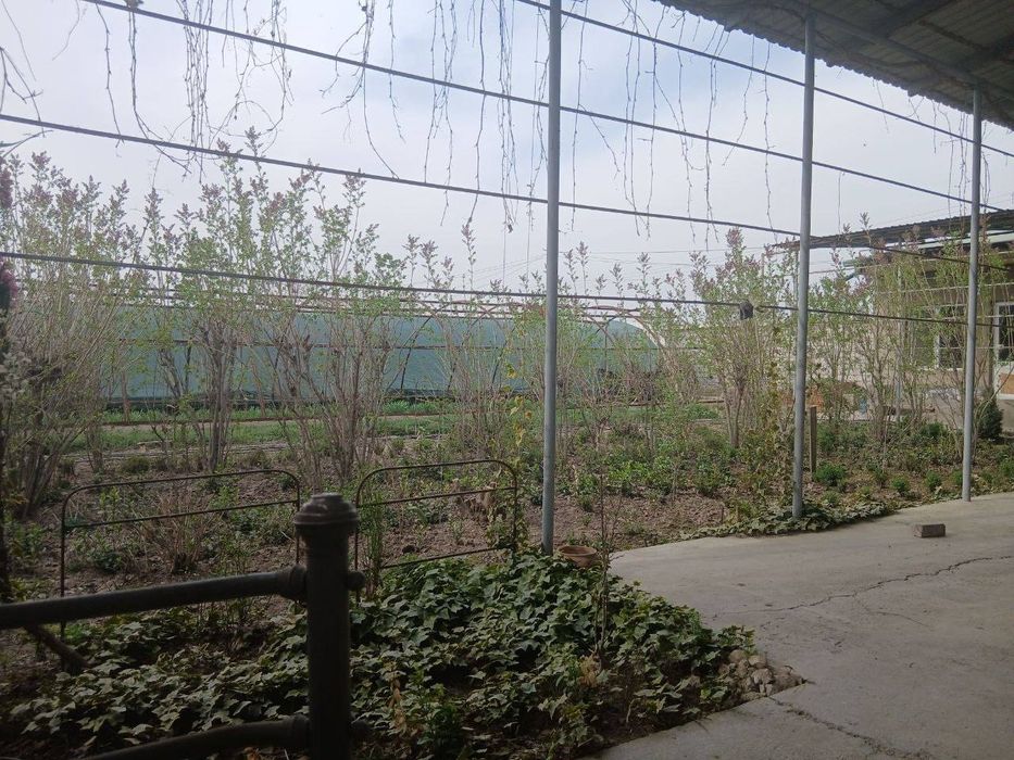 Arzon xovli Arzon uchastka Quruq er xisobida sotiladi