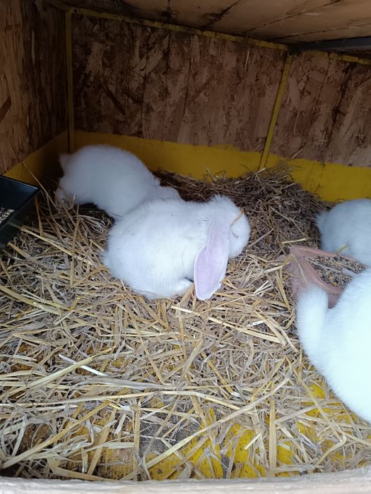 Vand iepuri berbec german