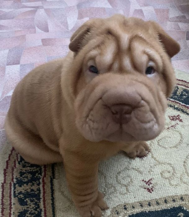 Продажа щенков шарпея