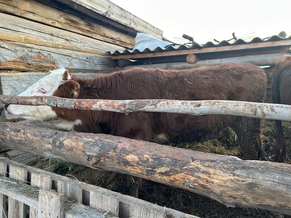 Продам КРС молодняк